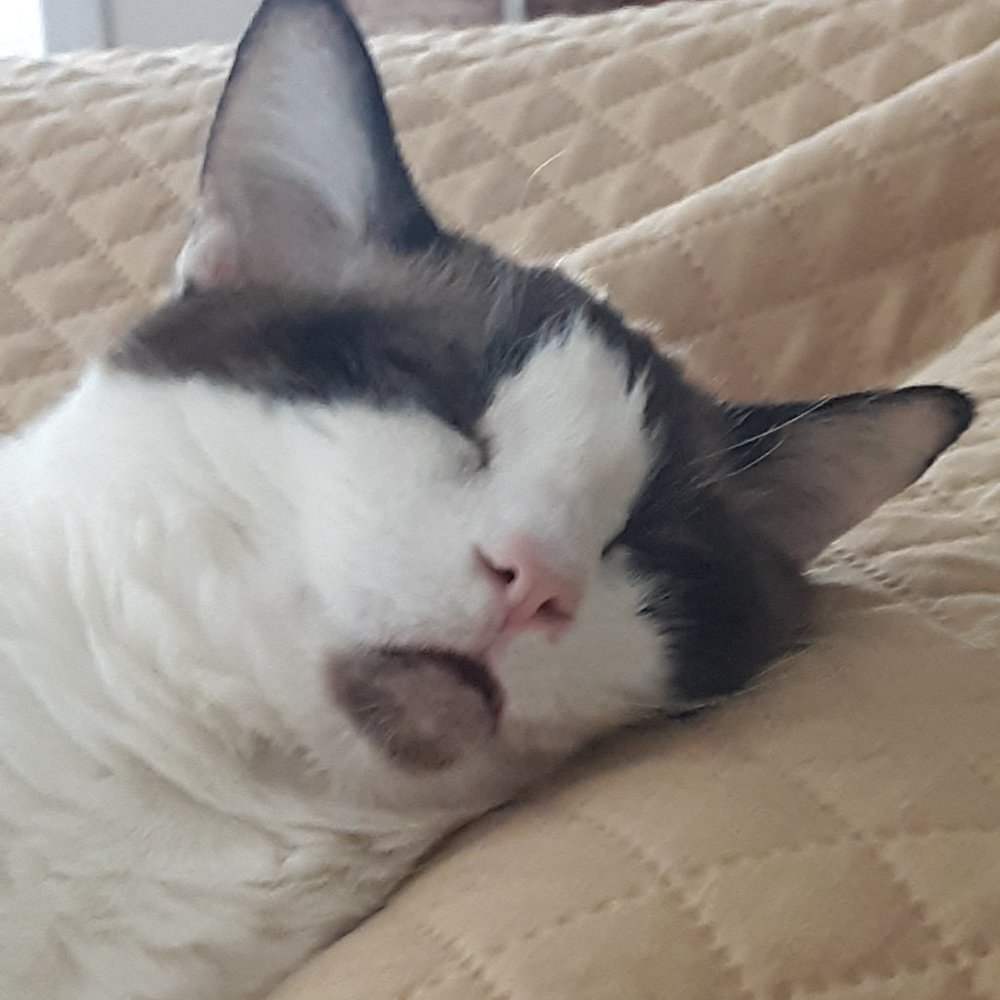 Meet your Posher, Anne